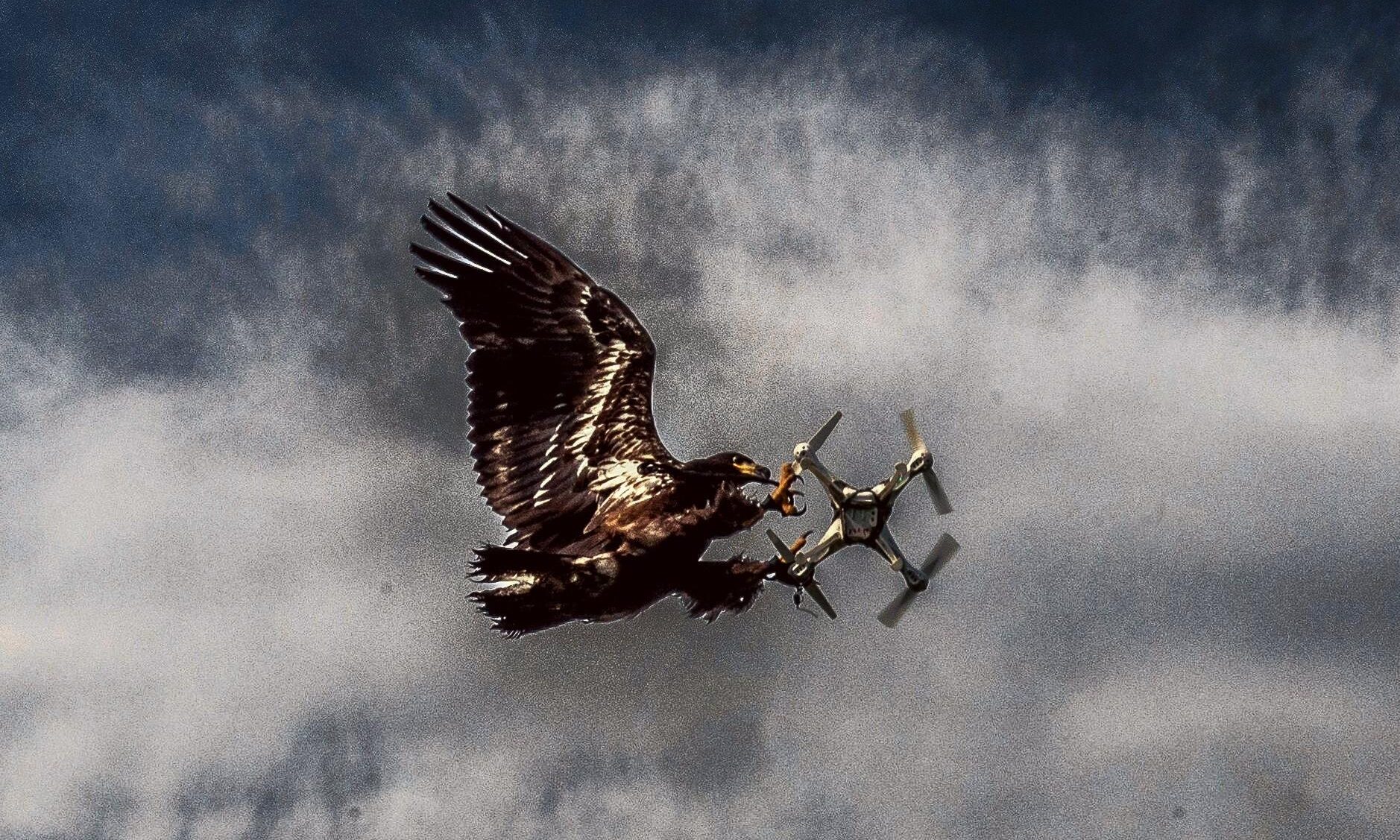 La melodia degli uccelli cancellata dal caos meccanico