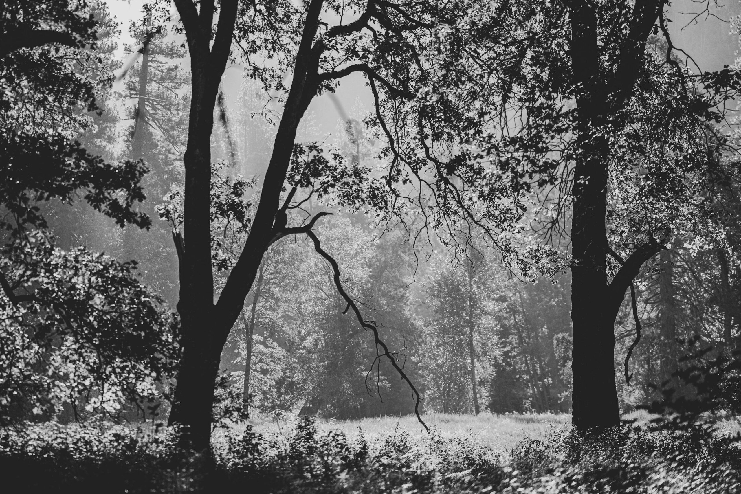 L’anarchia nelle nostra ossa